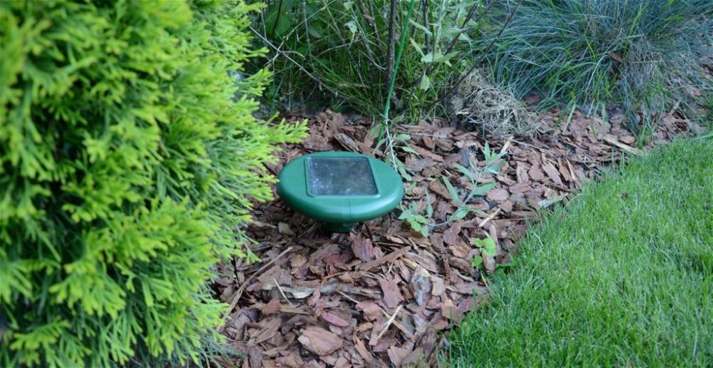 best-rat-repellent