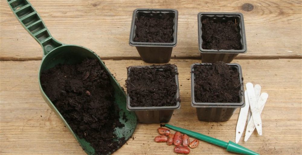 best-seed-compost