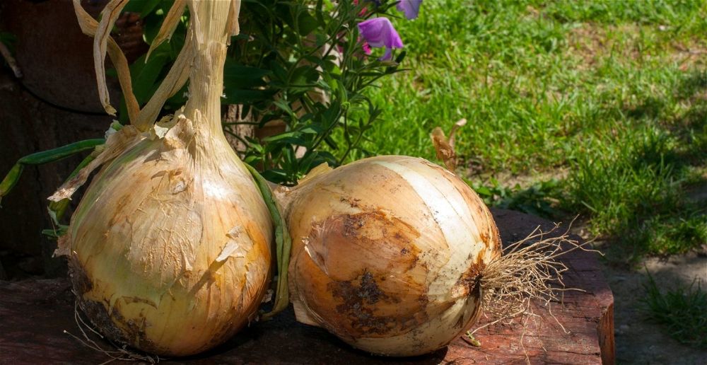 How To Grow Giant Onions DIY Garden