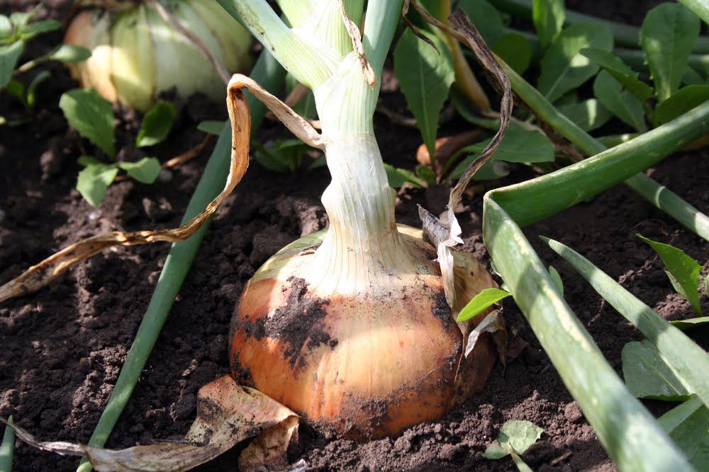 Onion growing in garden