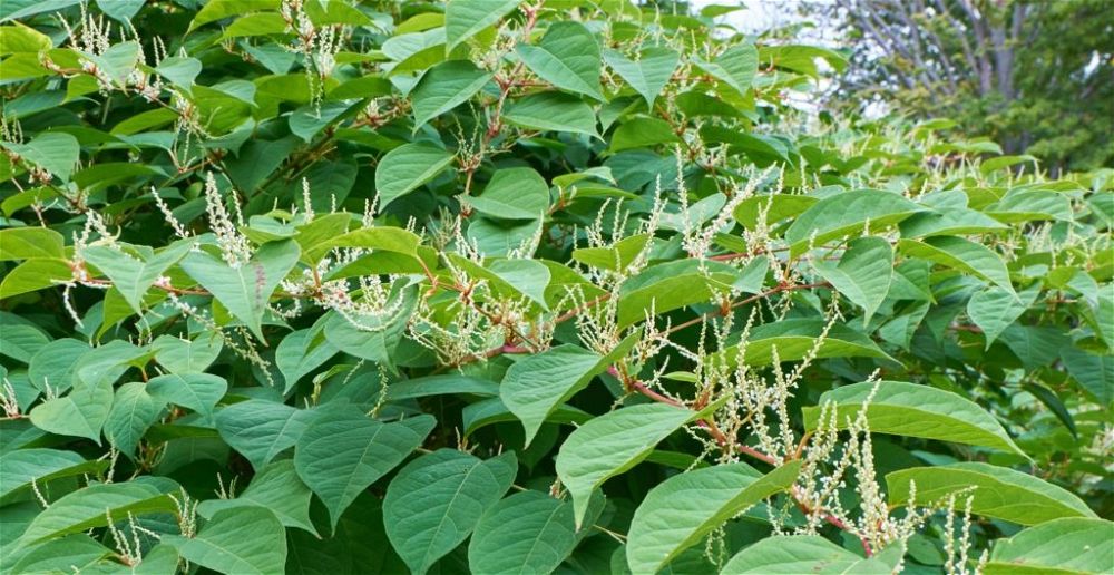 Japanese knotweed