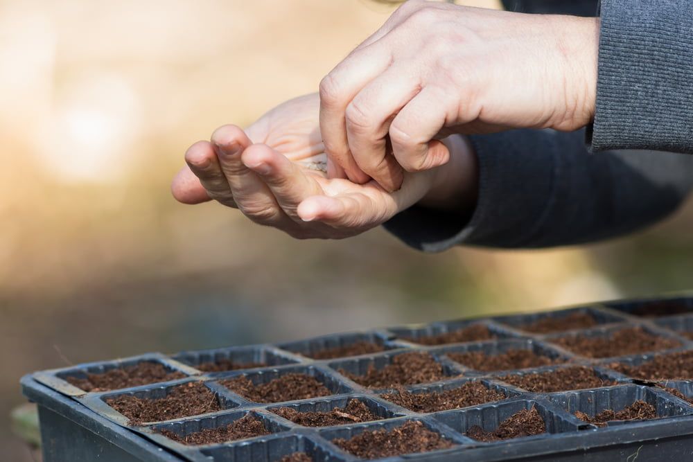 Sowing seeds into a seed tray