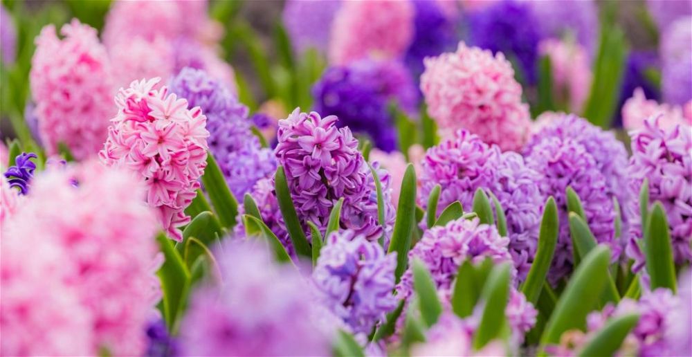 colourful-houseplant-hyacinths