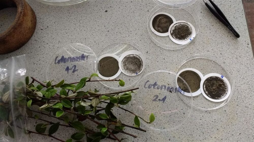 Pollution in petri dish