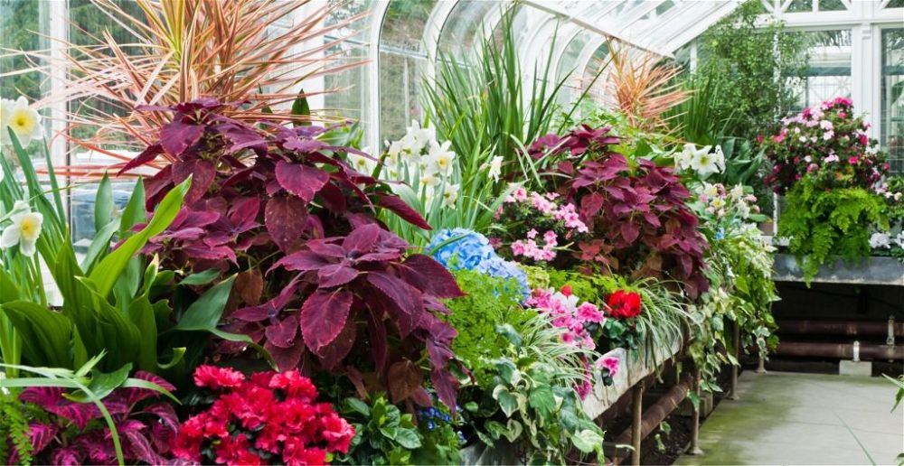 everything-about-greenhouses