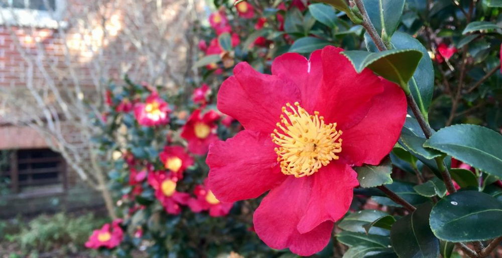 winter-garden
