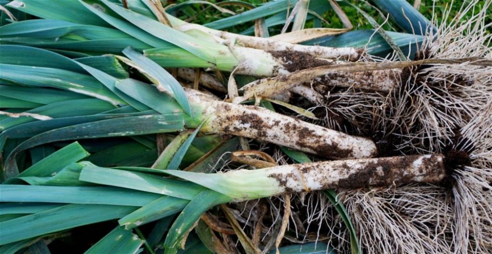 Harvested leeks
