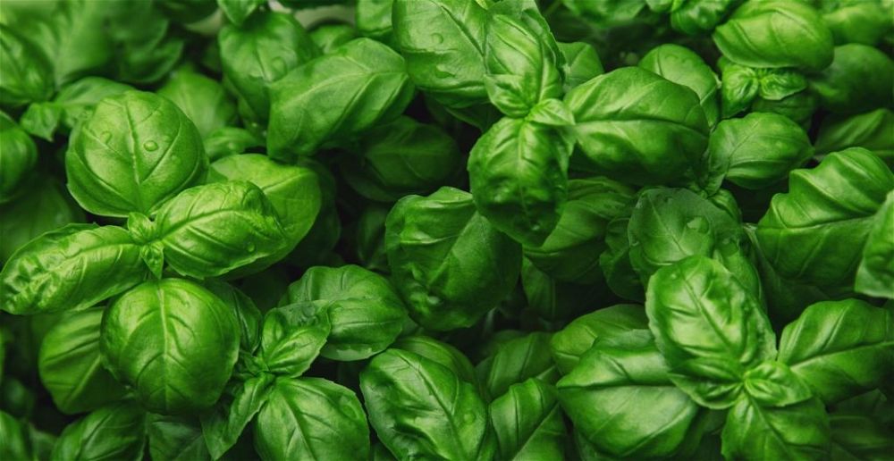 Basil