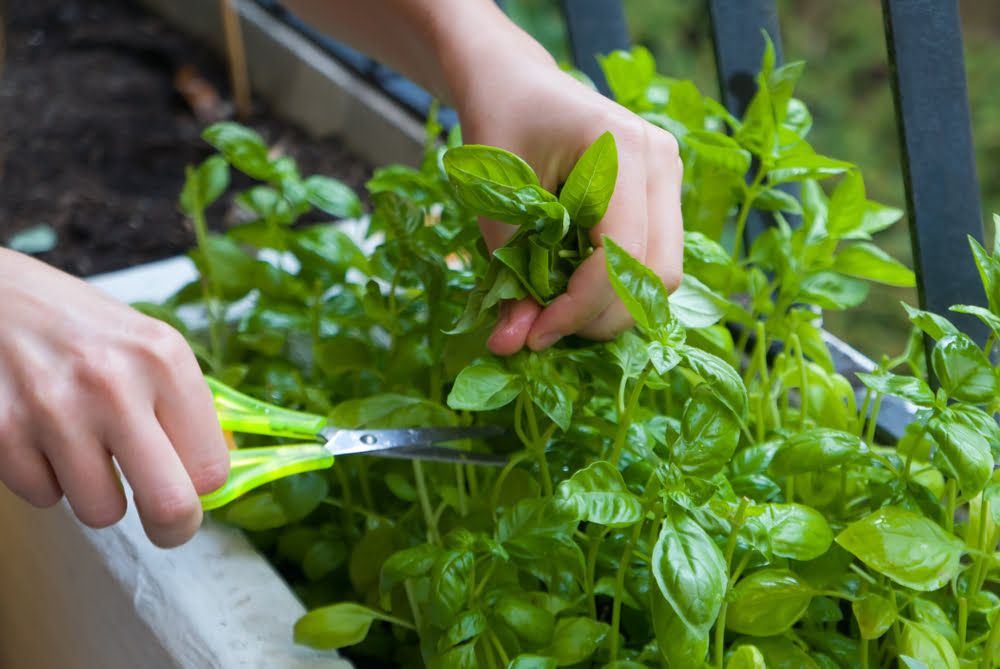 How To Grow Basil DIY Garden