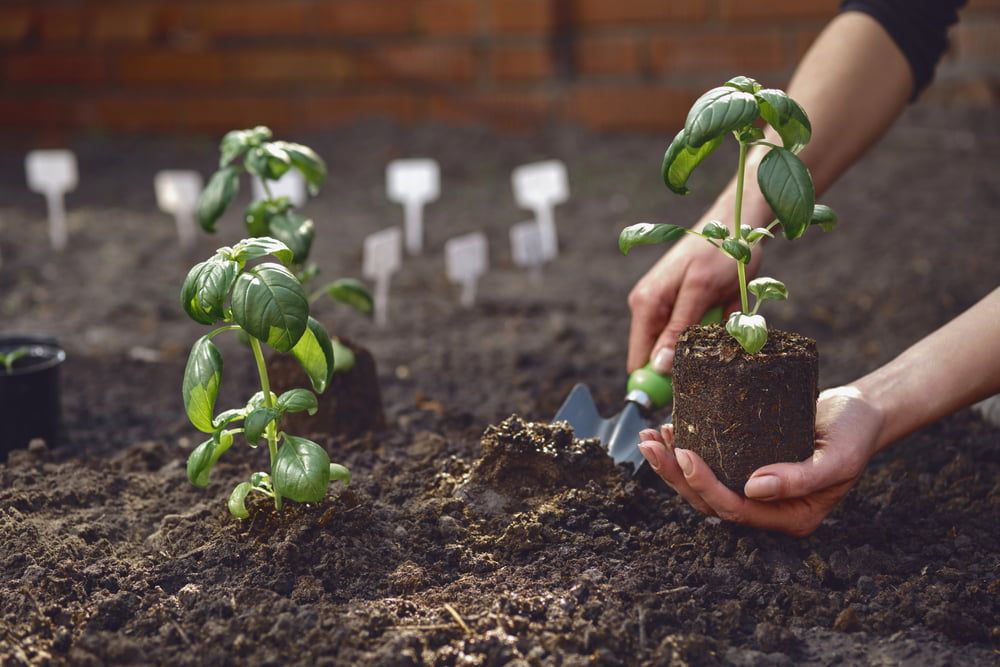 Plantando manjericão