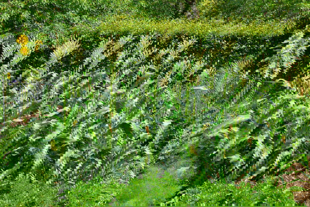How To Grow Sweetcorn DIY Garden How To Grow Sweetcorn DIY Garden