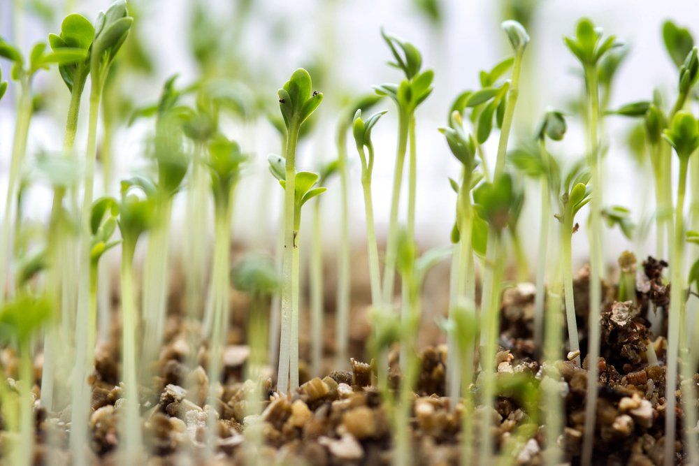 how-to-grow-watercress-diy-garden