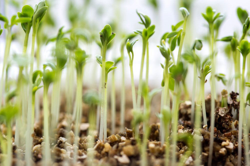 How To Grow Watercress DIY Garden