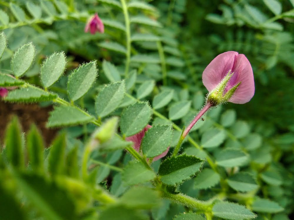 Flor de grão-de-bico