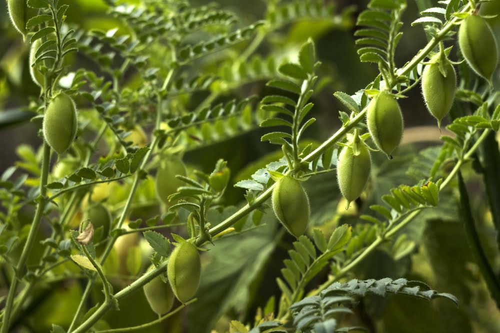 Grão-de-bico na planta