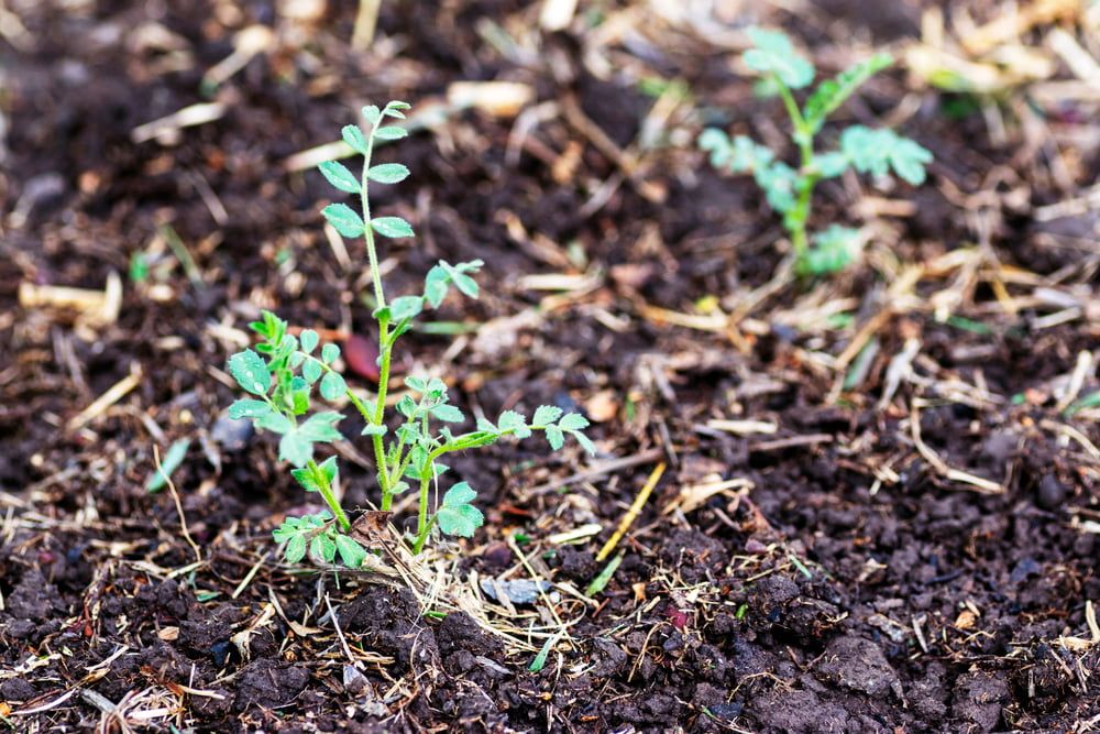 Plantas de grão-de-bico