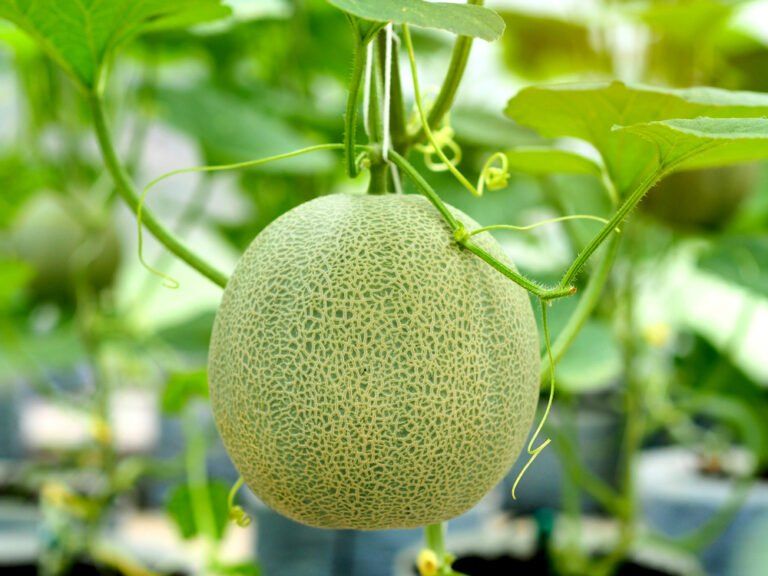 How To Grow Melons | DIY Garden