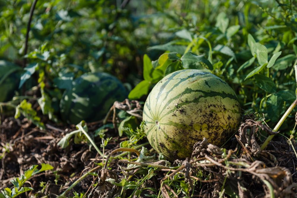 How To Grow Melons | DIY Garden