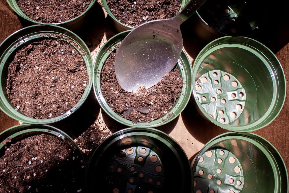 Plant pots with soil