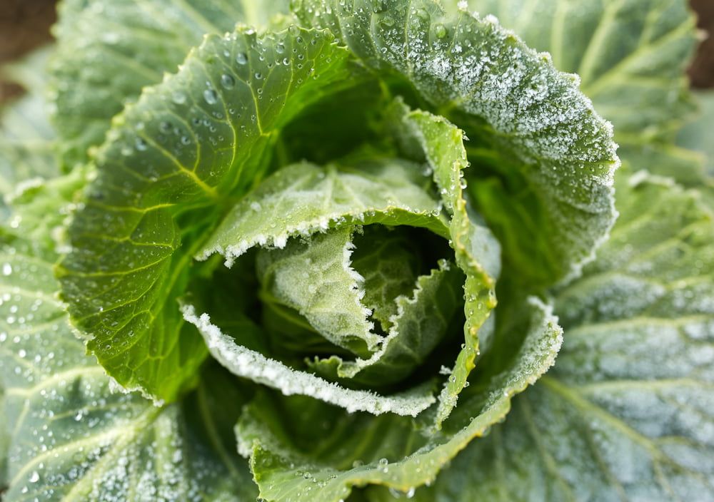 Cabbage with frost and rain
