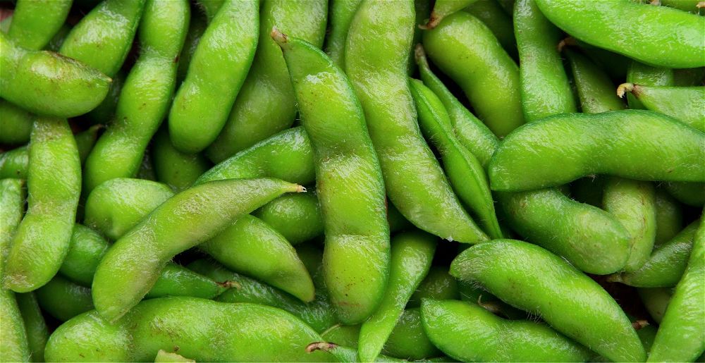 How To Grow Edamame Beans | DIY Garden