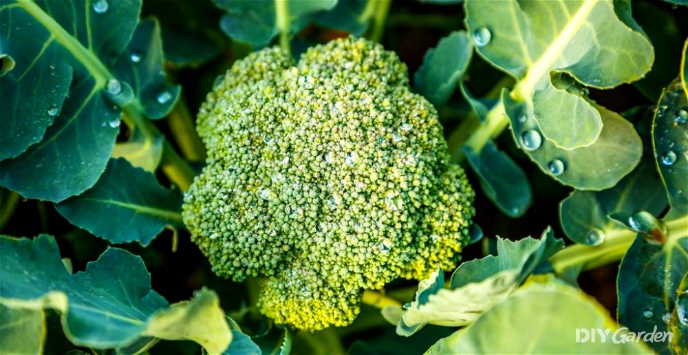 Calabrese broccoli