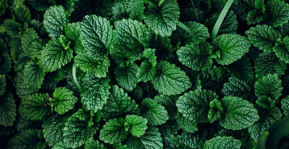 Mint leaves