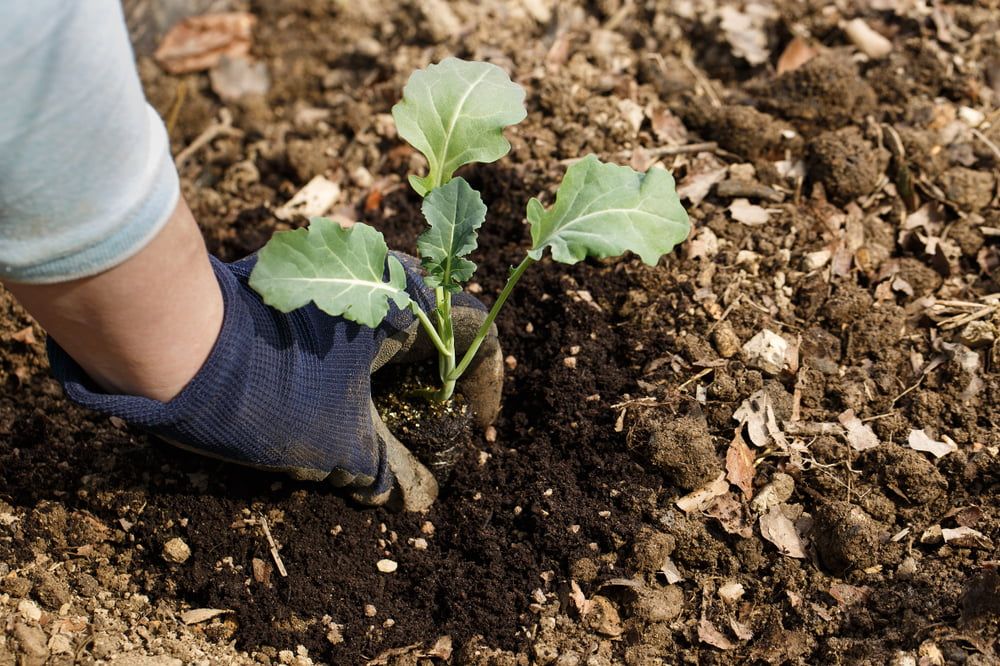 Person planting broccoli seedling outside