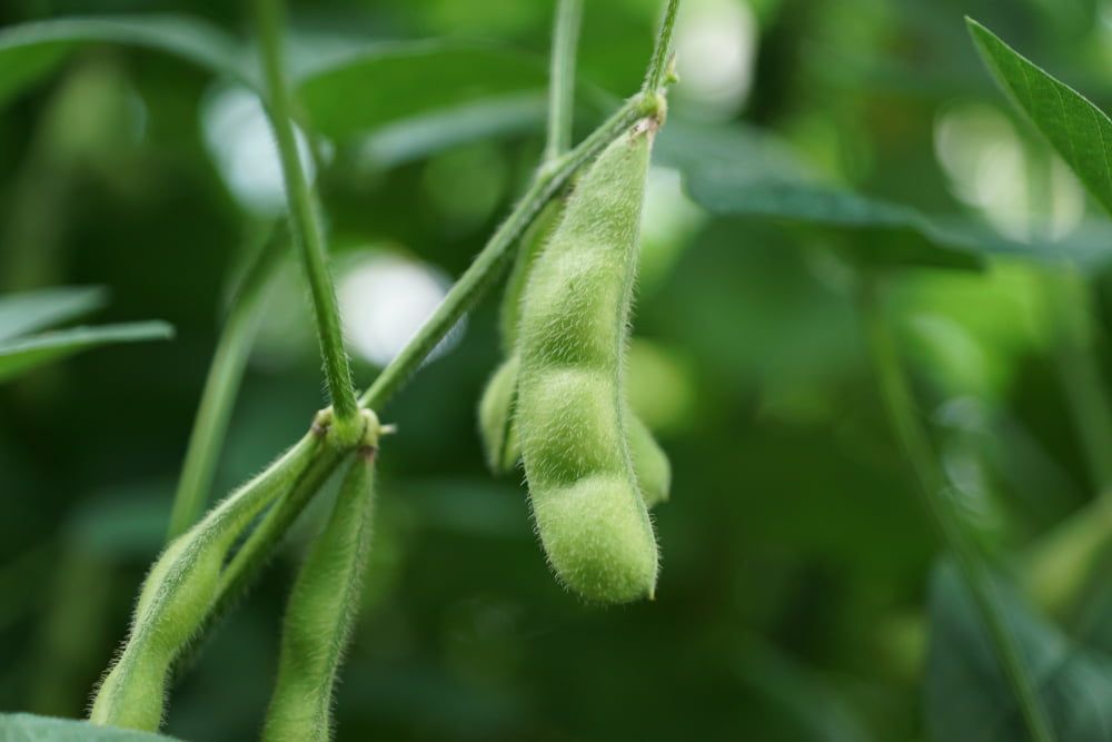 Edamame beans on plant