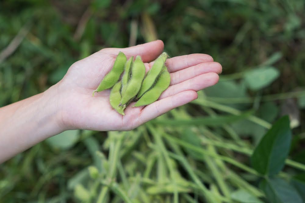 Mão segurando feijão edamame colhido