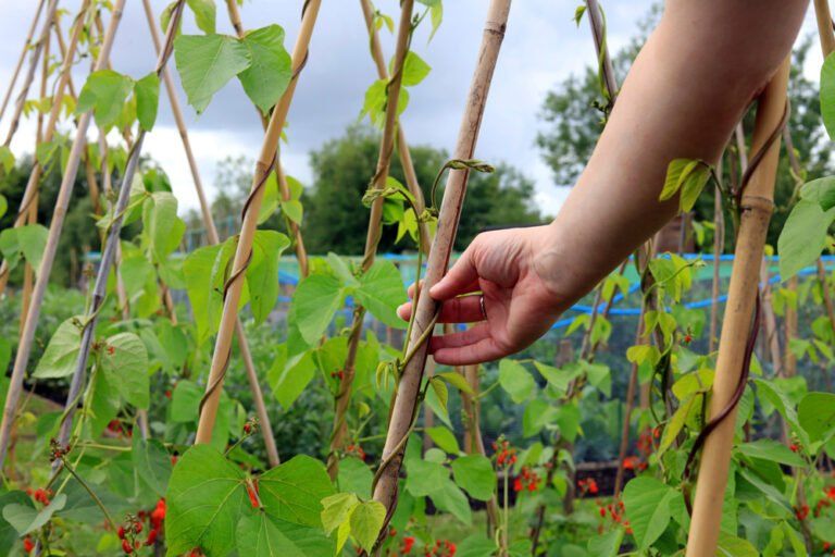 How To Grow Runner Beans | DIY Garden