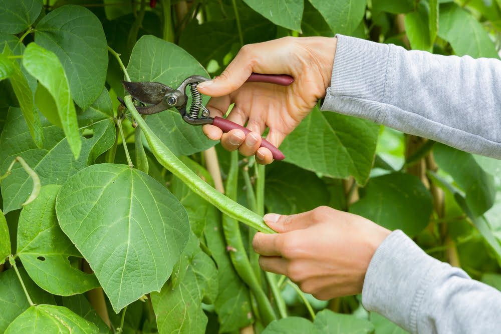 How To Grow Runner Beans | DIY Garden