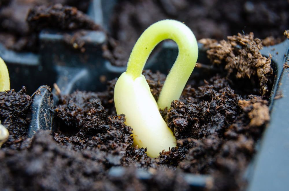 how-to-sow-plant-and-grow-runner-beans-from-seeds-in-the-garden