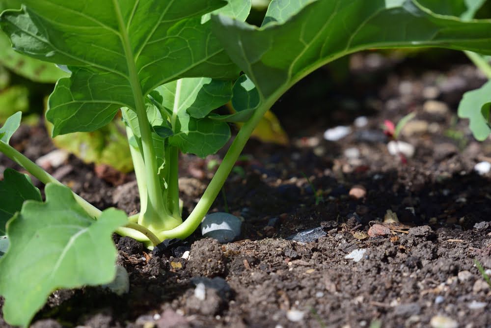 How To Grow Kohlrabi Diy Garden