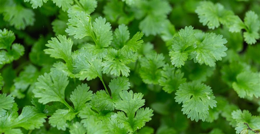 How To Grow Coriander DIY Garden