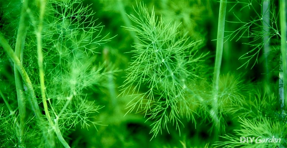 Dill leaves