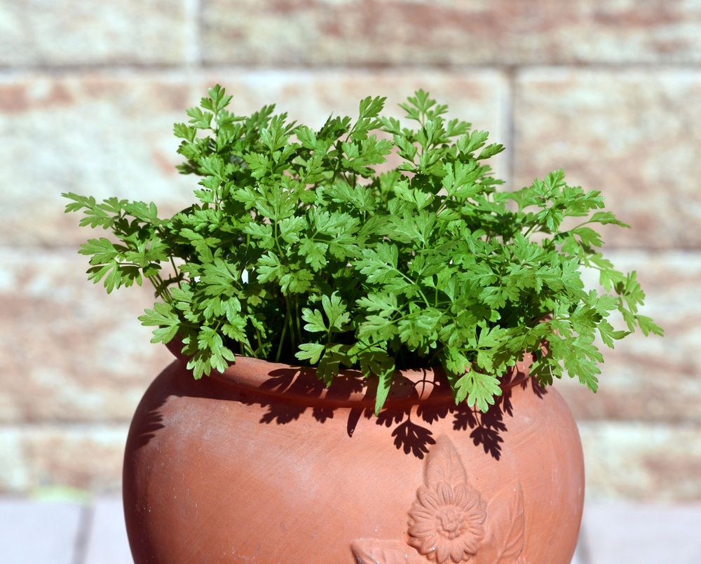 Chervil growing in pot