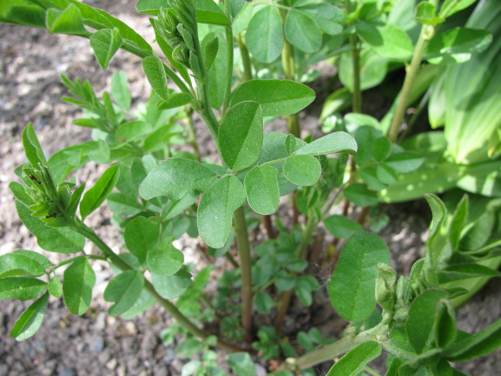 Liquorice plant