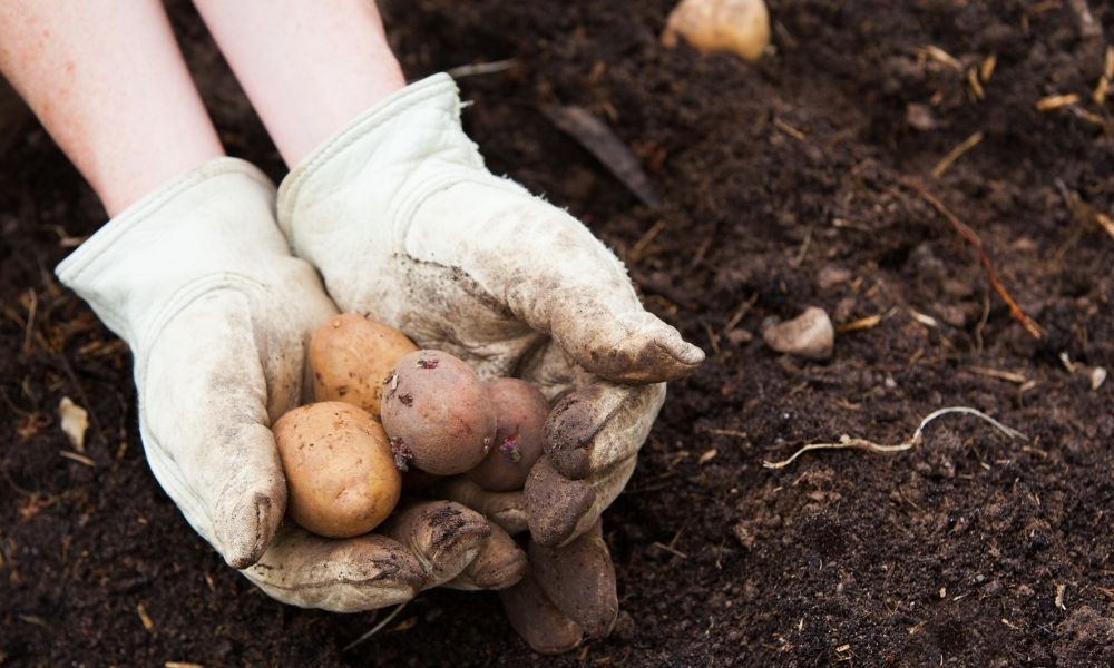 how-to-clean-leather-gardening-gloves