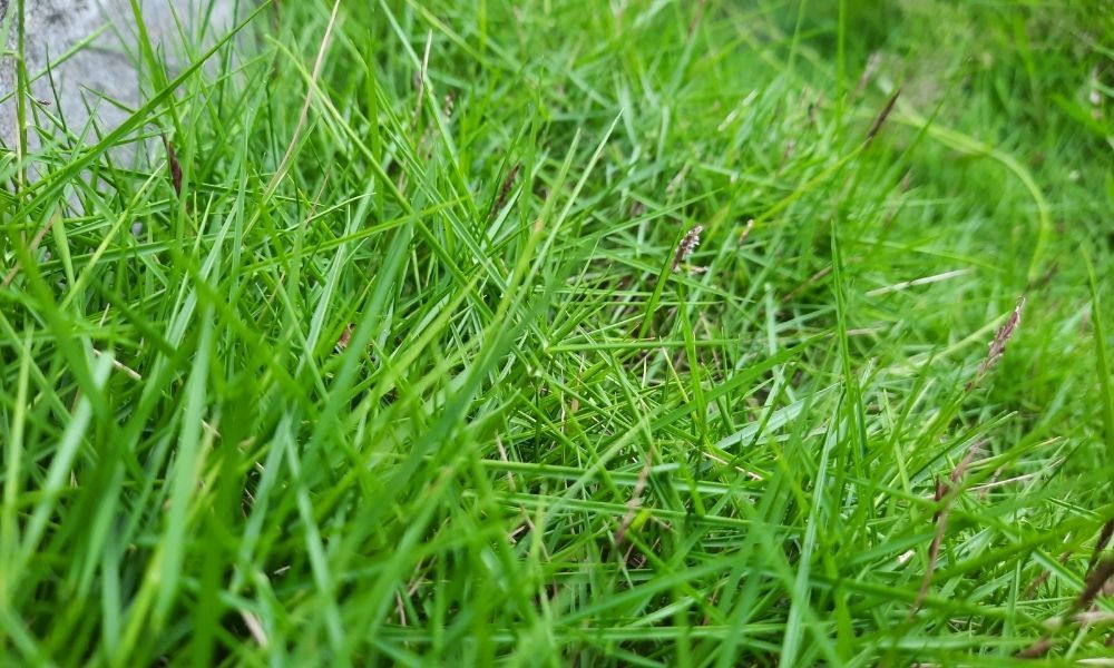 how-to-get-rid-of-coarse-grass-in-your-lawn
