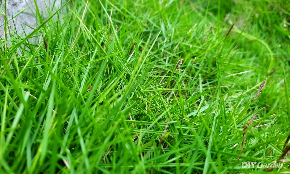how-to-get-rid-of-coarse-grass-in-your-lawn
