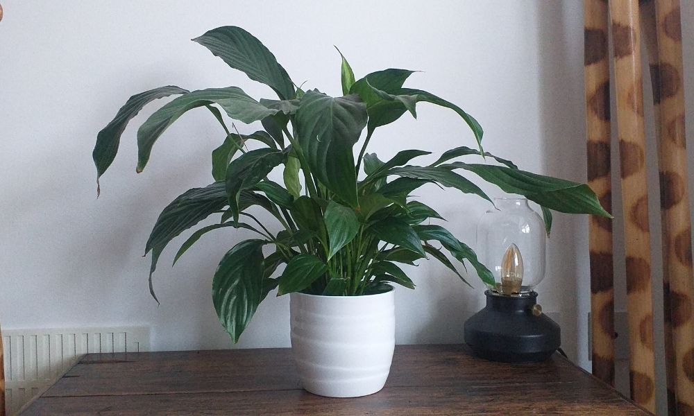 what-to-put-in-the-bottom-of-a-planter-for-drainage