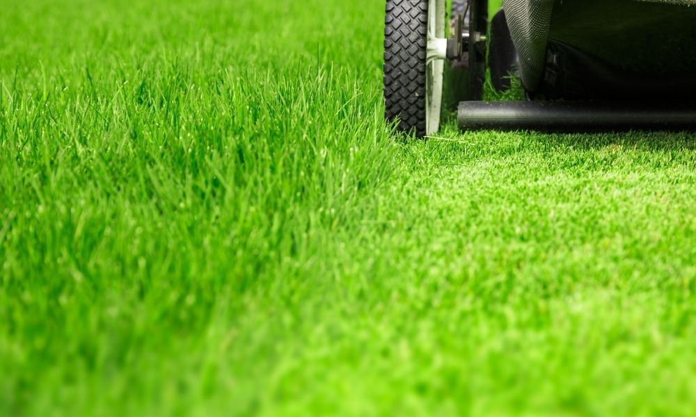 when-does-grass-stop-growing
