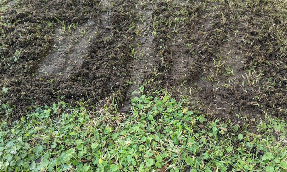 what-does-a-lawn-scarifier-do