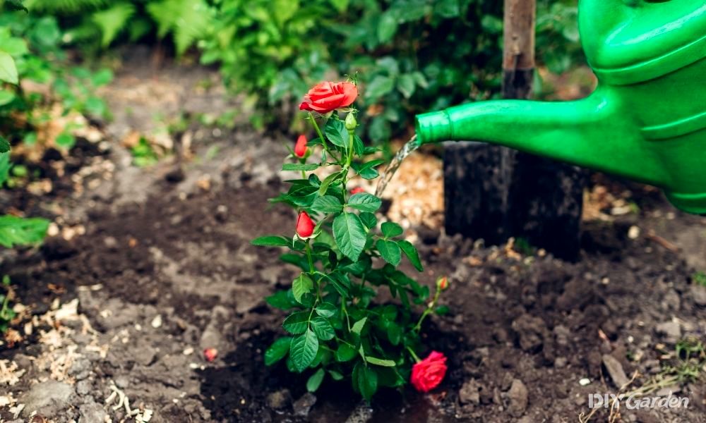how-often-should-you-water-new-plants