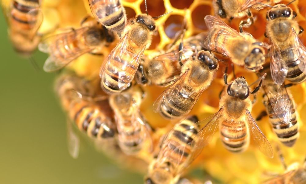 benefits-of-bees